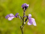 Blue Toadflax