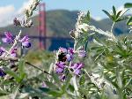 Bee on Silver Lupine