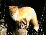 Red fox