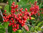 Toyon berries