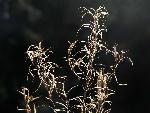Willowherb gone to seed