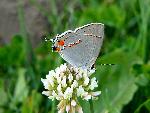 Gray hairstreak at Crissy Field