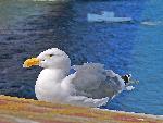 Seagull on Fort Point