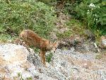 Coyote on the coastal Bluffs