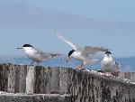 Forster's Terns