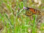 Monarch Butterfly
