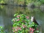 White-crowned Sparrow, Mtn. Lake