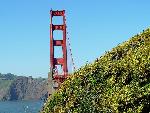 Golden Gate Bridge and acacia