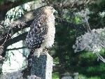 Juvenile Red-shoulder Hawk