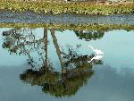 A Great Egret