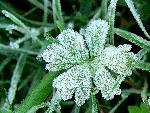 A rare Presidio frost on Cranesbill leaf