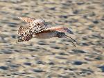 Long-billed curlew in flight