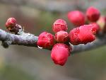 Flowering Quince