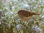 Ruby-crowned kinglet