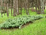 Presidio forest
