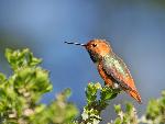 Allen's hummingbird
