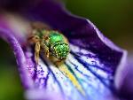 Green sweat bee on irus