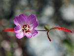 Presidio clarkia