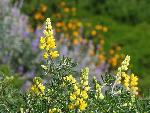 Yellow bush lupine