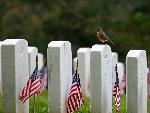 Memorial Day 2007