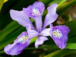 Douglas iris