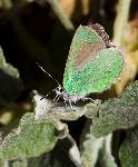 Green Hairstreak