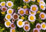 Seaside Daisy