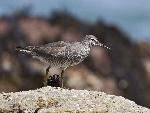 Wandering Tattler