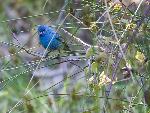 Indigo Bunting