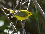 Wilson's Warbler