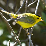 Wilson's Warbler