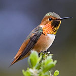 Allen's hummingbird is one of over 200 bird species found at the Presidio.