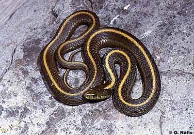 Santa Cruz Garter Snake