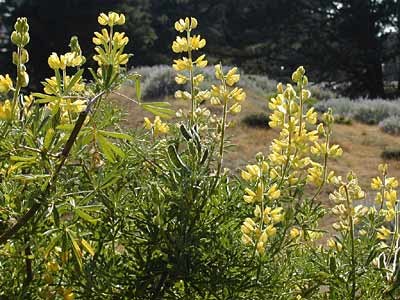 This Brush Lupine is an example of a yellow wildflower found in the Presidio.