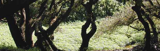 COAST LIVE OAK RIPARIAN FOREST