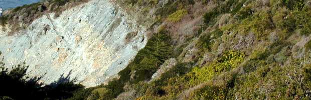Coastal Serpentine Scrub 
Community