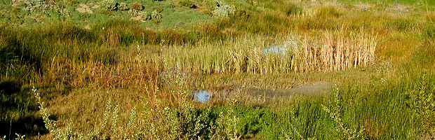 Freshwater Marsh Community