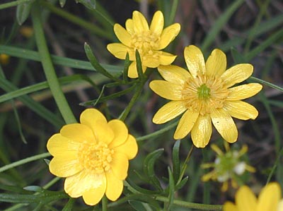 buttercup flower ringer
