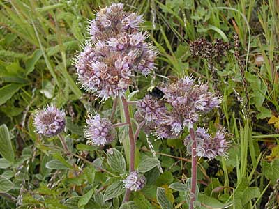 California Phacelia