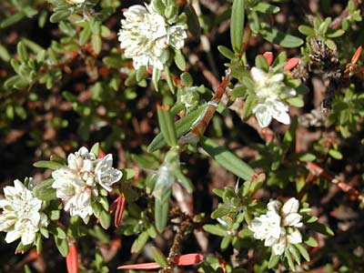 Dune Knotweed