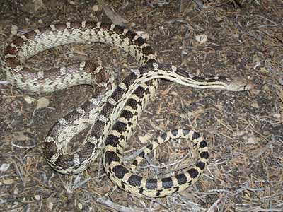 Gopher snake similar to what might be found on the Pres