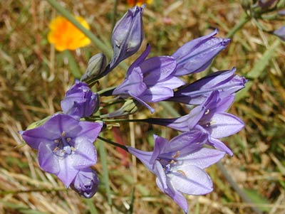 Ithuriel's Spear