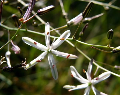 Soap Plant