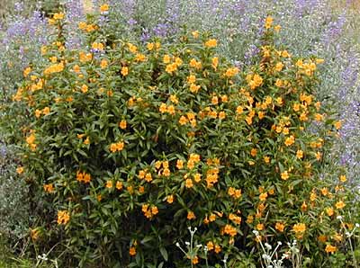 Sticky Monkey Flower