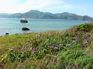 Douglas iris on the coastal bluffs looking north 
towards the Marin Headlands.