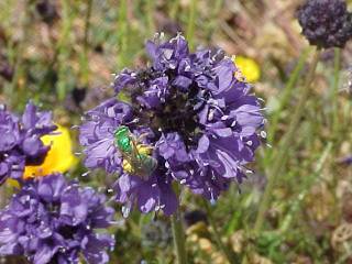 Green sweat bee on dune gilia