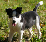 Border Collie puppy