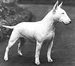Bull Terrier