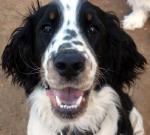 English Springer Spaniel