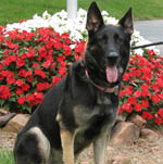 German Shepherd